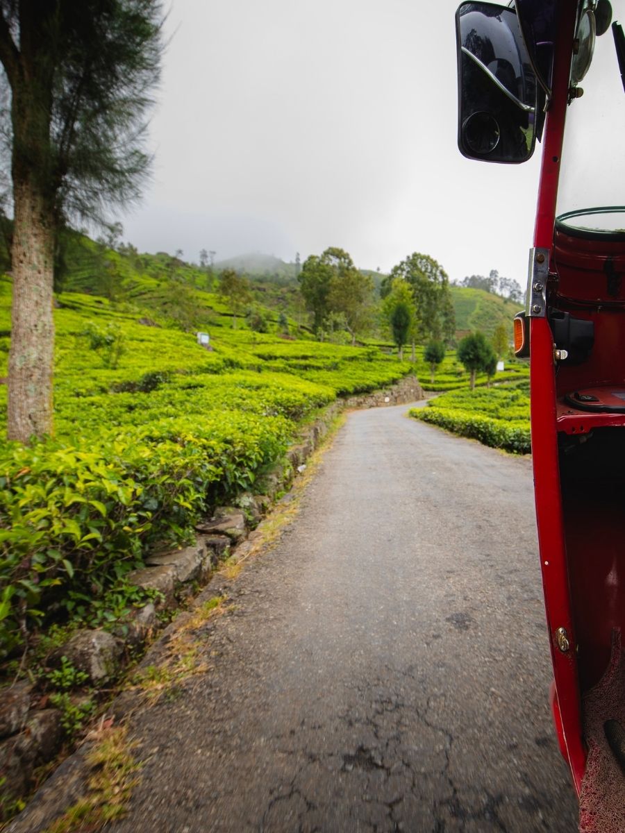 Lipton's Seat Haputale cloud forest tea trail private driver tour Sri Lanka - Lanka Cab Travels