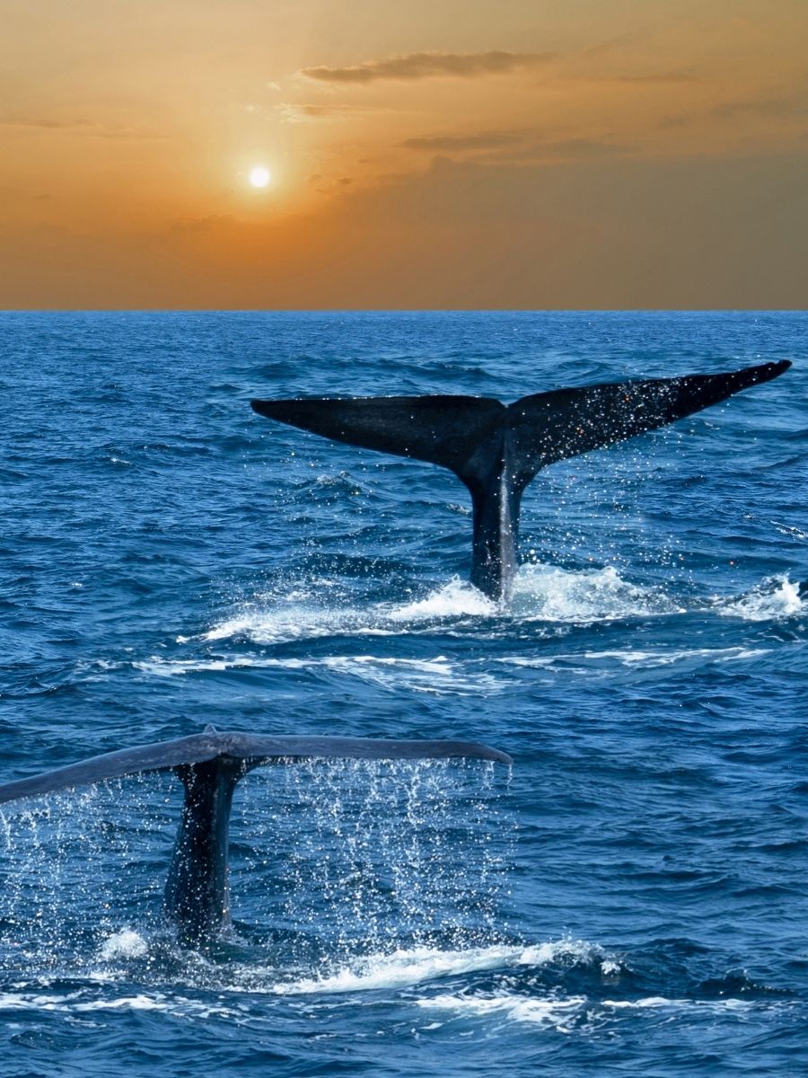 Mirissa - Golden beaches, whale watching and stunning sunsets