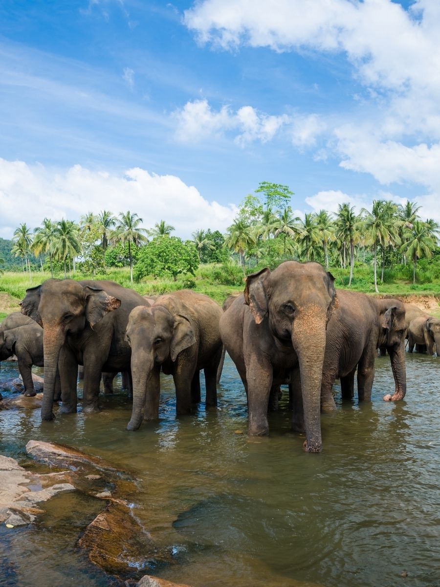 Pinnawala elephant sanctuary day tour private cab transfer Sri Lanka - Lanka Cab Travels