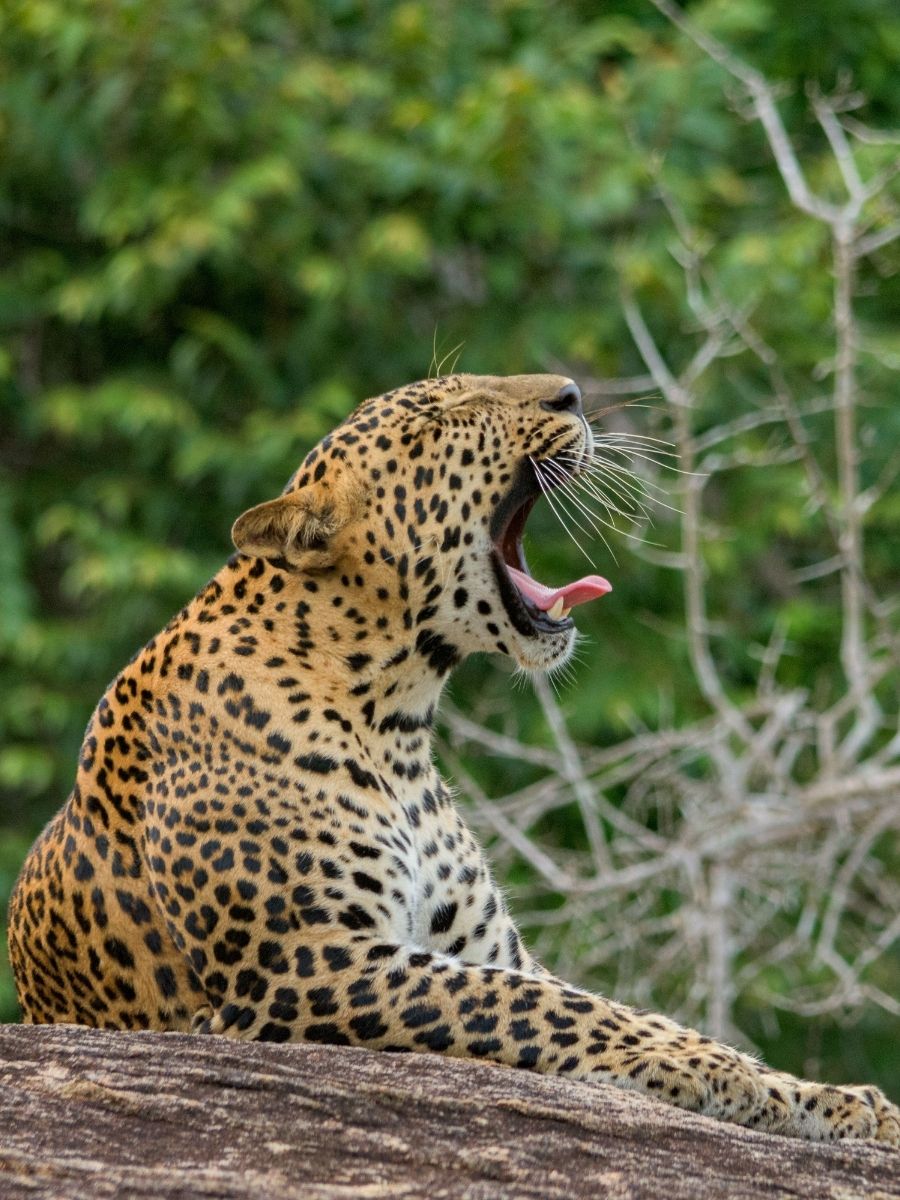 Colombo airport transfer to Mirissa Galle and Yala safari leopard tour - Lanka Cab Travels